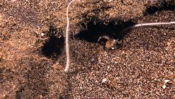 Possibly arms of a large brittle star. Image