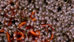 Closeup of delicate poodle coral or parasol coral, the gorgonian coral Metallogorgia sp., with intertwined brittle star Image