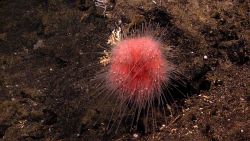 Red heart urchin Image