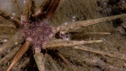 Pencil urchin with serrated arms Image