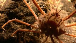 Crab - Lithodes longispina Image