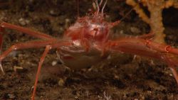 Red squat lobster Image