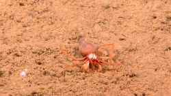 White bodied hermit crab on a sandy substrate Image