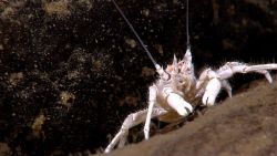 White lithoides sp Image