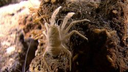 White squat lobster crawling over rock with numerous barnacles Image