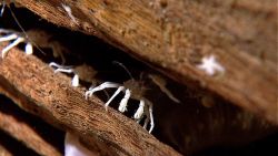 White squat lobsters hiding in a log. Image