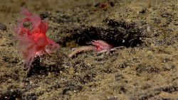 Fierce looking squat lobster peering out of burrow towards mushroom coral (Anthomastus sp.) waving in the current. Image