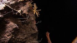 White whip corals, yellow feather star crinoids, pink brittle stars, an orange black coral whip coral, and a red black coral at the bottom center on a Image