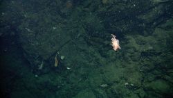 A boarfish from above Image