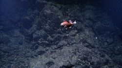 A boarfish from its port quarter Image
