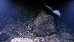 A large ray 