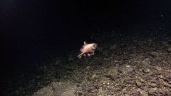 A boarfish Image