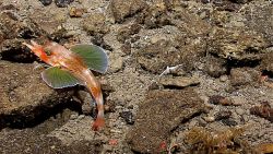 An armored searobin or flying gurnard - Satyrichthys engyceros Image
