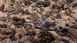 A shortnose greeneye (Chlorophthalmus agassizi) resting on the seafloor in an area that appears to have hydrothermal iron oxide staining. Image