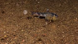 A shortnose greeneye (Chlorophthalmus agassizi) resting on the seafloor near a small stalked sponge and a small crinoid Image