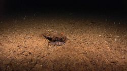 A brown and white barred fish resting near a local high point - that being a small rock or clay outcrop. Image