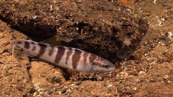 A brown and white barred fish resting near a local high point - that being a small rock or clay outcrop. Image