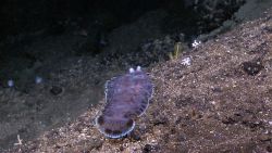 A mottled spotted flatfish with eyes protruding above its head laying on a slope. Image