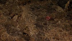 Orange fish over iron oxide stained bottom. Image