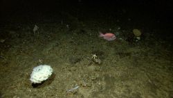 White ruffle sponge, white starfish, orange fish, and a small yellow coral. Image