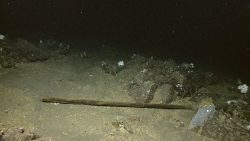 A bamboo stick with virtually no associated biota Image