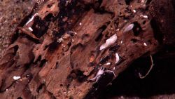 Rotting log providing habitat for small biota including a brittle star and a few tube worms. Image