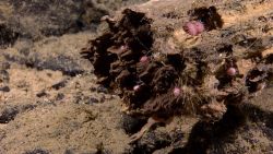 Well-colonized rotting log with many urchins and other smaller biota. Image