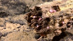 Well-colonized rotting log with many urchins and other smaller biota. Image