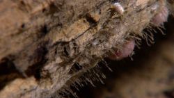 Closeup of hydroids, an amphipod, and two urchins on rotting log. Image