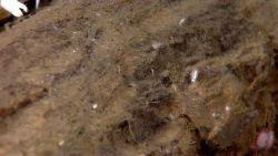 Closeup of hydroids, an amphipod, and an urchin on rotting log. Image