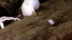A large tube worm, an amphipod, and a white crabs legs on a rotting log Image