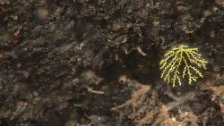 Yellow scleractinian? coral Image