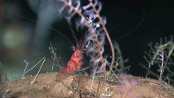 Small colorful shrimp next to octocoral colonies Image