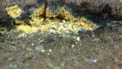 Yellow areas along crack possibly iron oxide staining but without sampling to verify its composition, it could also be of biological origin Image