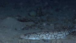 Deep sea fish - a catshark Photo