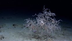 Large antipatharia coral bush with white polyps and large white squat lobster. Image