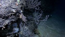 A pinkish gorgonian coral, three large bamboo coral bushes, numerous sponges ranging from light blue to yellow in color, and a few tube worm shells al Image