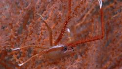 A squat lobster in the branches of a beautiful peach-colored octocoral with delicate white polyps. Image