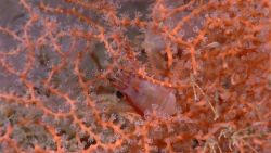 A squat lobster in the branches of a beautiful peach-colored octocoral with delicate white polyps. Image