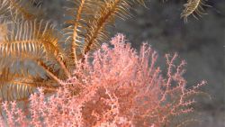 A relatively large yellow feather star crinoid secured to the top of a small peach-colored octocoral. Image