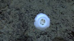 A stalked glass sponge. Image