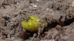 A small yellow sponge. Image