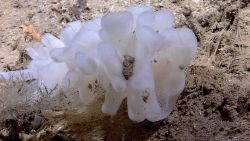 A glass sponge Image