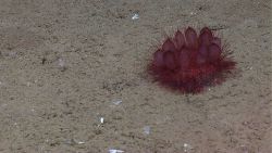 Red sea urchin Image