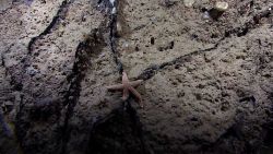 A brownish orange sea star Image