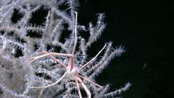 A Gastrotychus spider crab in a black coral bush of the Leiopathes type on a shallow scarp on the West Florida Escarpment. Image