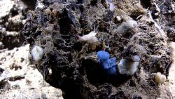 A type of conch or whelk on a rock outcrop with numerous small sponges Image