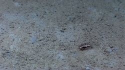 A sea mouse (Aphrodita aculeata) which is really a type of polychaete worm. Image