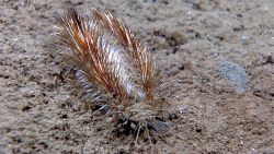 A sea mouse (Aphrodita aculeata) which is really a type of polychaete worm. Image