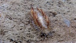 A sea mouse (Aphrodita aculeata) which is really a type of polychaete worm. Image